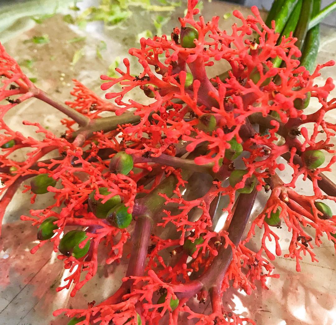 Just received #corallike flower. My fetish flower.
_________
@mouliefleurs #jatrophamultifida #ilovered #jewelerygeek #jewelryiseverywhere #naturelovers #ﬂowerporn #flowergram #firecrakers