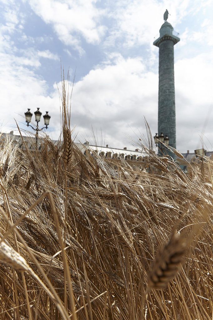 To mark the launch of Chanel's Les Blés collection, Gad Weil transformed place Vendôme into a field of wheat.