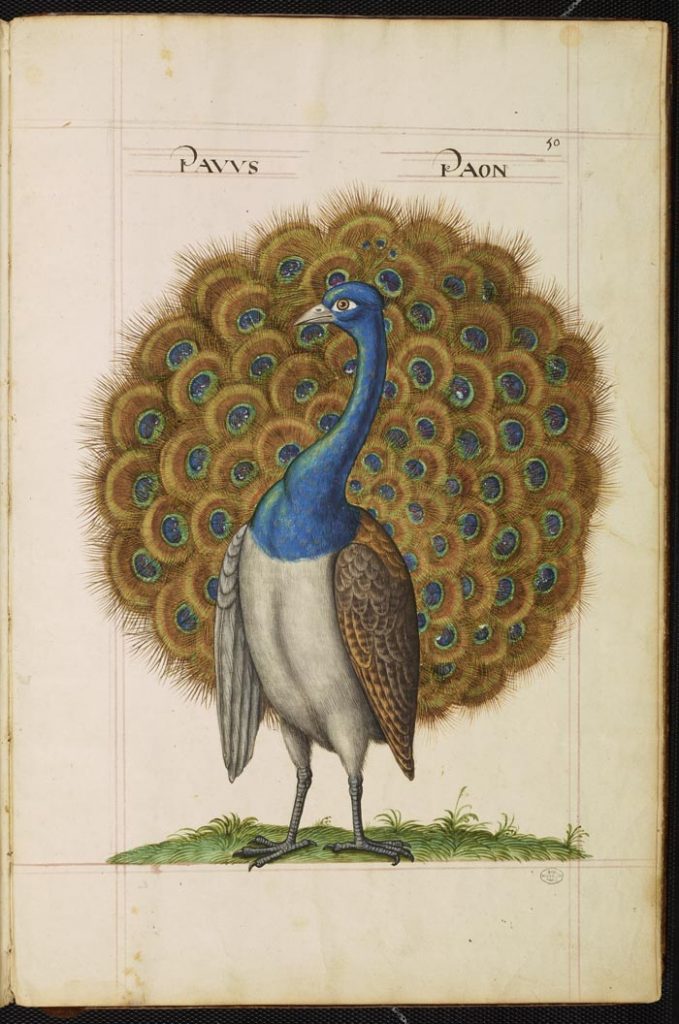 Aquarelle sur papier - 16e siècle © Muséum National d’Histoire naturelle