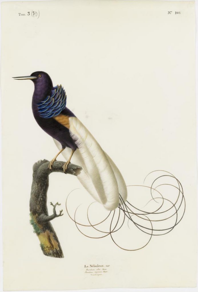 Aquarelle sur velin © Muséum National d’Histoire Naturelle