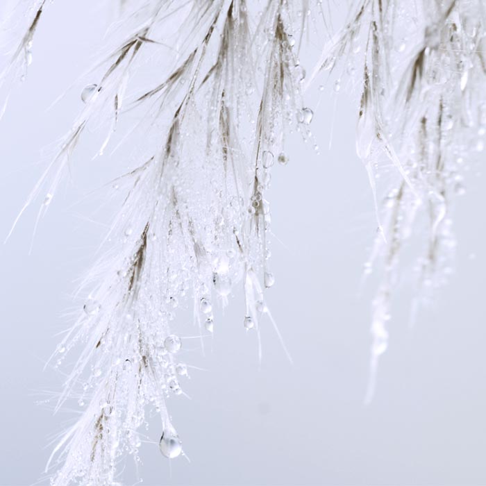 boucheron-goutte