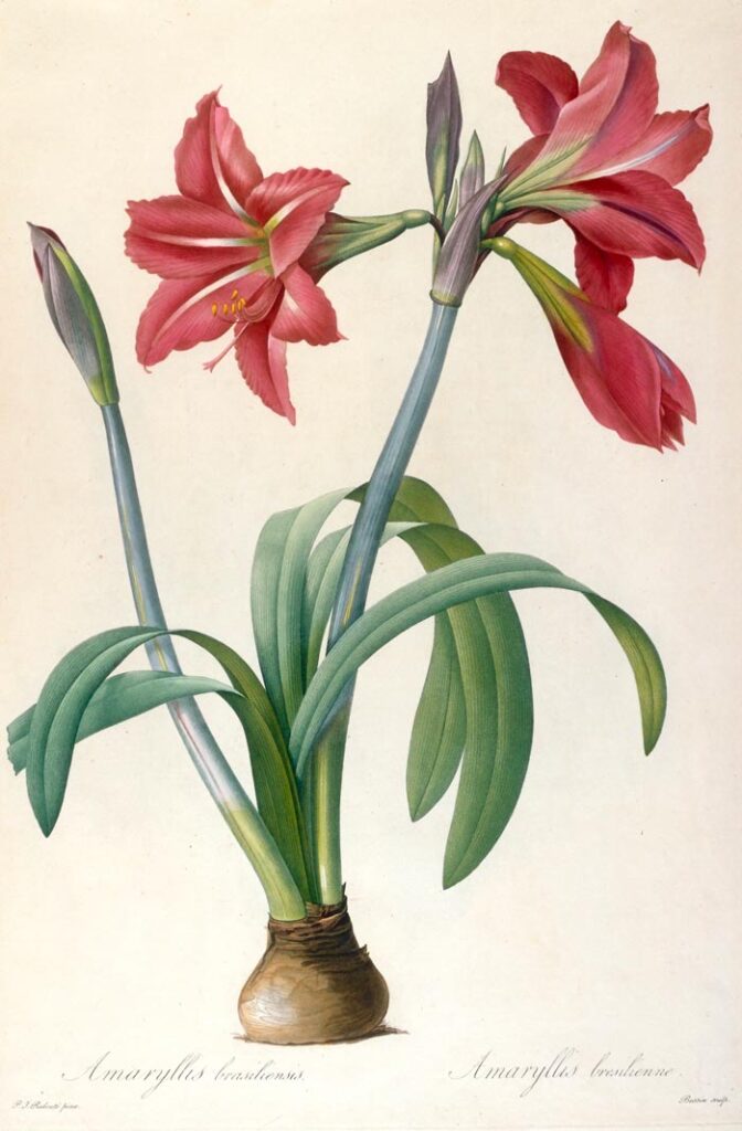 Pierre Joseph Redouté, the French painter famous for his watercolors of flowers, whose album she dreams of acquiring